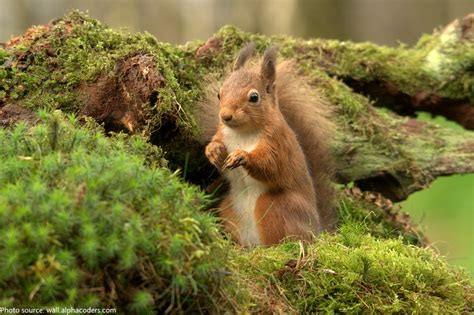 Interesting Facts About Squirrels Just Fun Facts