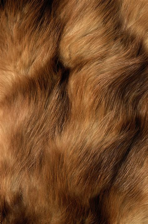 texture fur brown fur texture background background