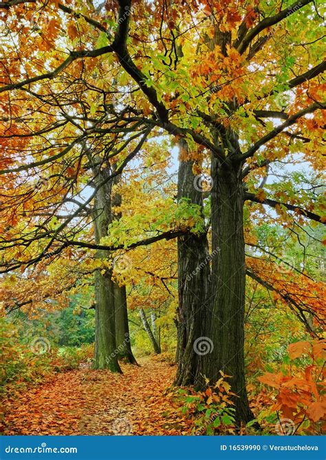 fall oak trees stock photo image  beauty brown ecology