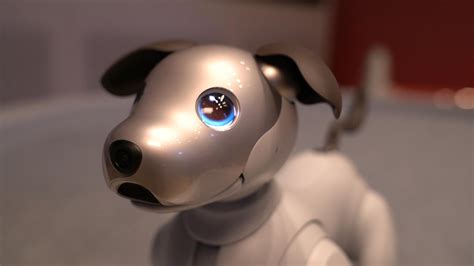 sonys beloved robotic dog      bag  tricks nbc news