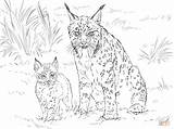 Bobcat Lince Iberico Ausmalbild Supercoloring Realistas Lynx Katze Cria Ibérico Paginas Designlooter sketch template