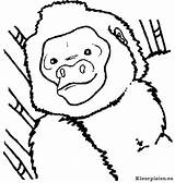 Kleurplaat Apen Kleurplaten Mewarnai Monkeys Monyet Coloriages Affen Singes Scimmia Bergerak Downloaden Scimmie Ausmalbilder Uitprinten Vriend Disegnidacolorare Kleurplatenwereld sketch template