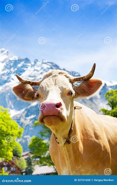 de snuit van de mooie koe stock foto image  nave weide