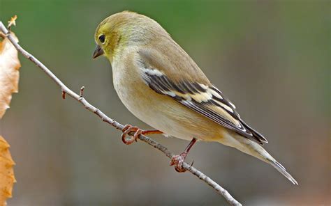 female american goldfinch feederwatch