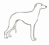 Whippet Coloring Pages Dog Running Easy Relax Create Some Click Thewhippet Color sketch template