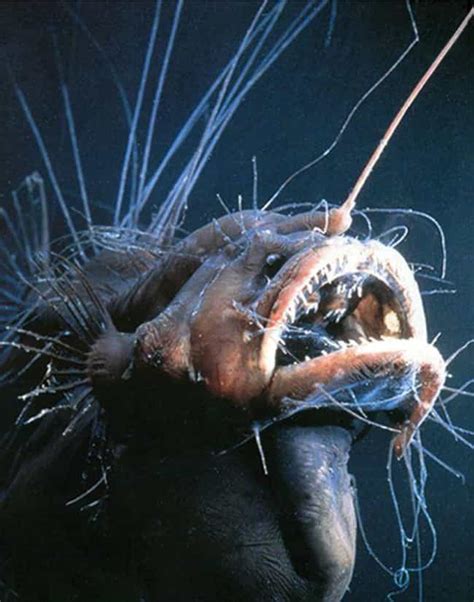 deep sea fish scary fish  sea creatures