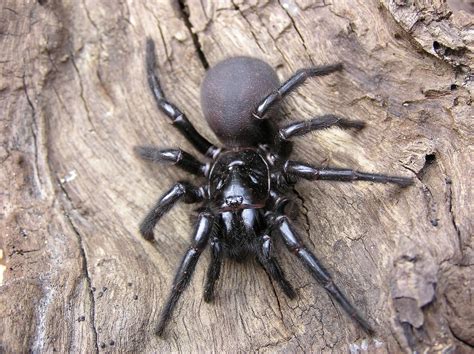 funnel web spiders families bites  facts  science