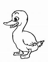Duck Coloring Pages Ducks Printable Duckling Baby Oregon Kids Cartoon Drawing Print Water Animal Color Flying Getdrawings Clipart Donald Mallard sketch template