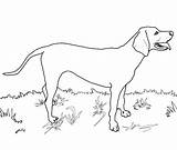 Coloring Coonhound Redbone Dog Pages Labrador Drawing Lab Great Printable Dane Retriever Coon Dogs Drawings Draw English Clipart Color Colouring sketch template