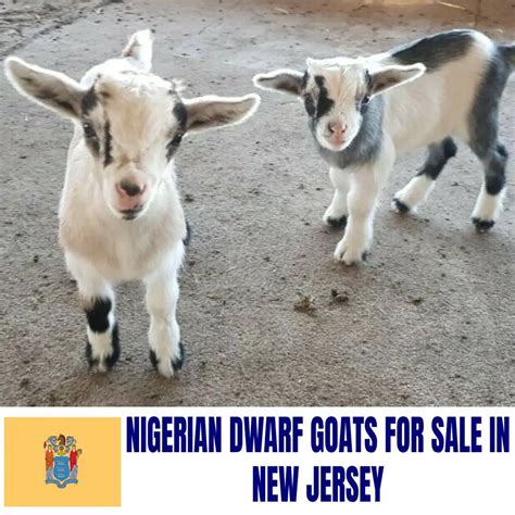 nigerian dwarf goats  sale   jersey current directory  nigerian dwarf goat breeders