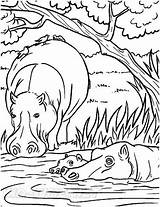 Coloring Hippo Pages Hippopotamus Book Realistic Printable Animals Printables sketch template