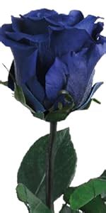 infinity rose blau haltbar  jahre echte rosen konserviert mit stiel  cm lang  box
