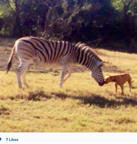 zebra encounter staffy dog zebra animals