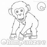 Chimpanzee Coloring Luxury Getdrawings Printable Getcolorings Pages sketch template