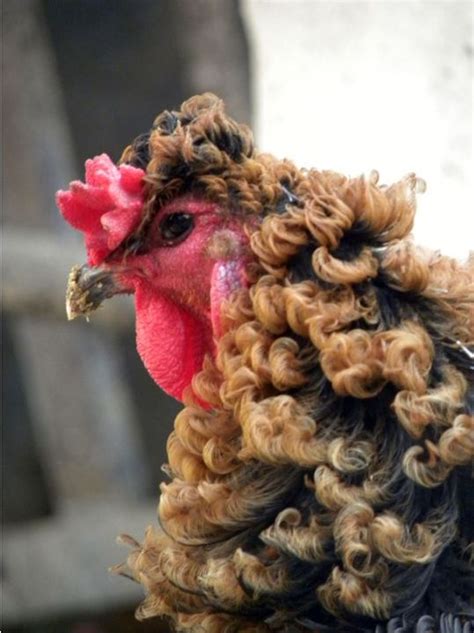 The Chinese Chicken That Looks Like It Has Had A Perm