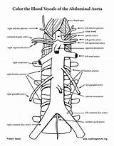 Aorta Abdominal Branches Coloring Thoracic Anatomy Artery Exploringnature Off Aortic Descending Advanced Abdomen Pdf Thorax Do Sponsors Wonderful Support Please sketch template