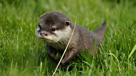 asian short clawed otter wallpaper background image view  comment  rate