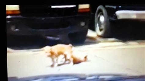 chihuahua faints after having sex funny clip lol youtube