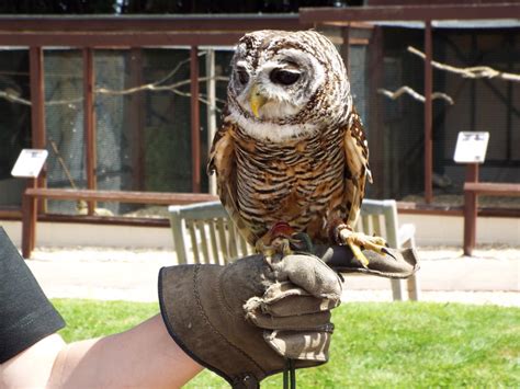 reasons owls  great pets pethelpful