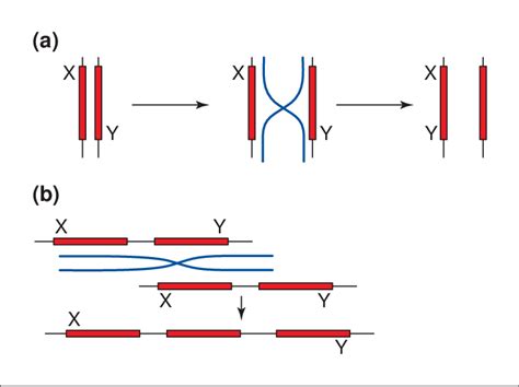 gene repair by a homologous recombination between homologues and b