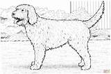 Cockapoo Coloring Dog Pages Dogs Drawing Realistic Puppy Printable Newfoundland Water Clipart Drawings Boxer Labradoodle Color Chow Sheets Goldendoodle Cockerpoo sketch template