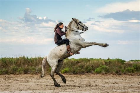 rearing    dangerous behavior  horses lets