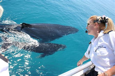 whale watching cruise  redcliffe brisbane sunshine coast