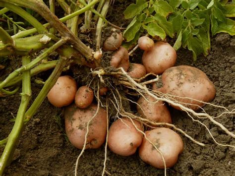 plant grow  harvest potatoes