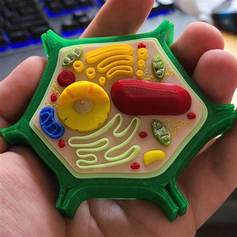 printed  plant cell model   teach intro plant biology