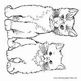 Coloring Cat Pages Cats Color Animal Printable Two Cute Tabby Sheets Kids Dogs Kittens Print Dog Printables Children Animals Kitty sketch template