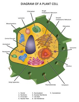 diagram   plant cell   weird homeschoolers tpt