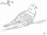 Dove Coloring Collared Pages Turtle Doves Mourning Drawing Printable Drawings Getdrawings Popular Coloringhome Paper sketch template