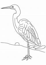 Heron Coloring Long Legged Pages sketch template