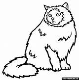 Cat Coloring Himalayan Designlooter Online sketch template