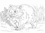Wombat Wombats Gemeiner Coloriages Adultes sketch template