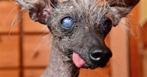 chinese crested dog  wales crowned  ugliest pet   world