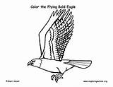 Coloring Flying Eagle Bald Exploringnature sketch template