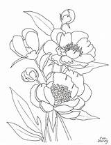 Peony Coloring Pages Color Printable Getcolorings Getdrawings sketch template
