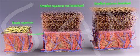 3d Model Skin Epithelium Squamous Stratified Cgtrader