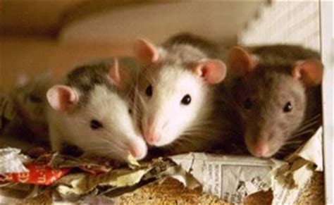 rat ratten seniorennet website voor de actieve  plusser