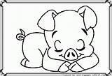 Coloring Pig Pages Cute Template sketch template