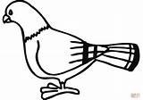 Taube Pigeon Ausmalbild Zeichnen sketch template
