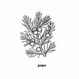 Juniper Berries Tree sketch template