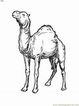 Camel Coloring Pages Printable Camels Kids Cliparts Clipart Colouring Drawing Library Choose Board Animals Print Children Bestcoloringpagesforkids sketch template