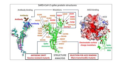 structure  mutations  sars   spike protein  focused overview