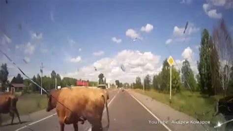 man driving a car hits cows crossing road while having sex