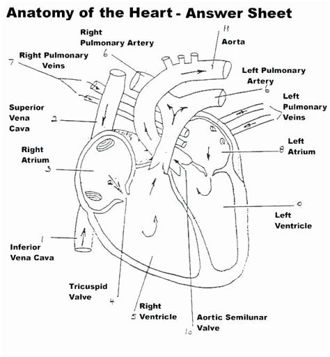 heart anatomy printable coloring pages sketch coloring page