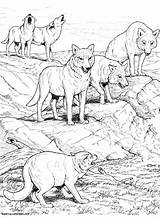 Coloriage Loup Loups Imprimer Pleine Coloriages sketch template