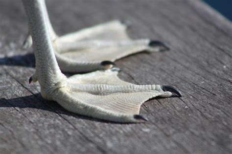 bird feet  shinetrue  deviantart