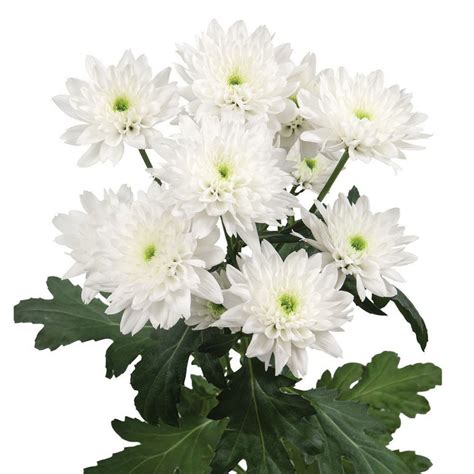chrysant spray euro cut chrysanthemums flower suppliers wholesale flowers direct